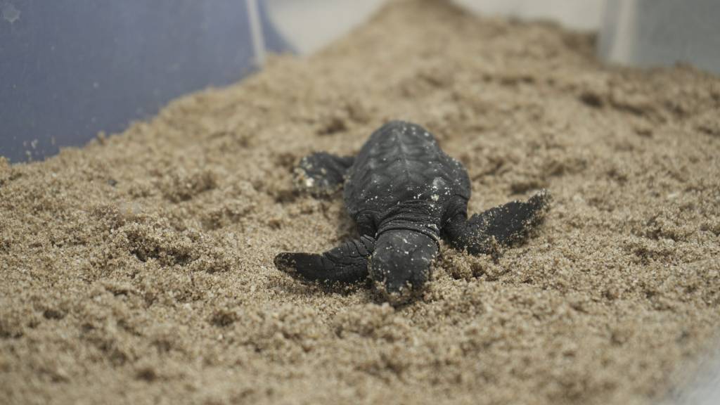 Una cría de tortuga marina, de color oscuro, avanza sobre la arena dentro de un espacio controlado, probablemente parte de un programa de conservación tras su nacimiento en un nido vigilado.