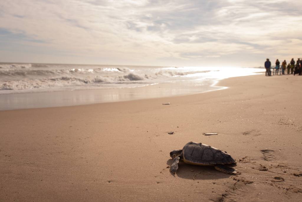 Una tortuga marina se desplaza lentamente por la arena hacia el mar, en una playa tranquila con el cielo nublado y luz suave. Al fondo, un grupo de personas observa desde la distancia. La escena muestra el momento de una suelta organizada por la Fundación Oceanogràfic, dentro de su labor de recuperación y liberación de tortugas tras ser atendidas en el Arca del Mar.