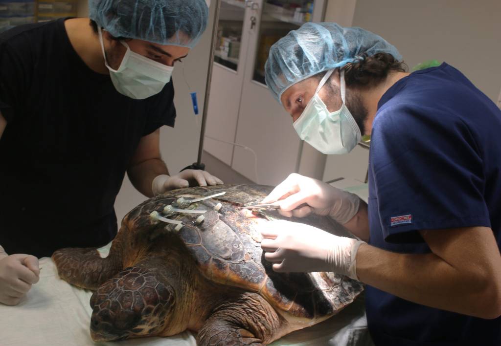 El peor enemigo de las tortugas - Fundación Oceanogràfic