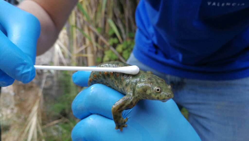 Una persona con guantes azules sostiene cuidadosamente un anfibio de pequeño tamaño, probablemente un gallipato, mientras otra persona le toma una muestra con un bastoncillo de algodón. La escena refleja una actividad de seguimiento o estudio científico en un entorno natural.