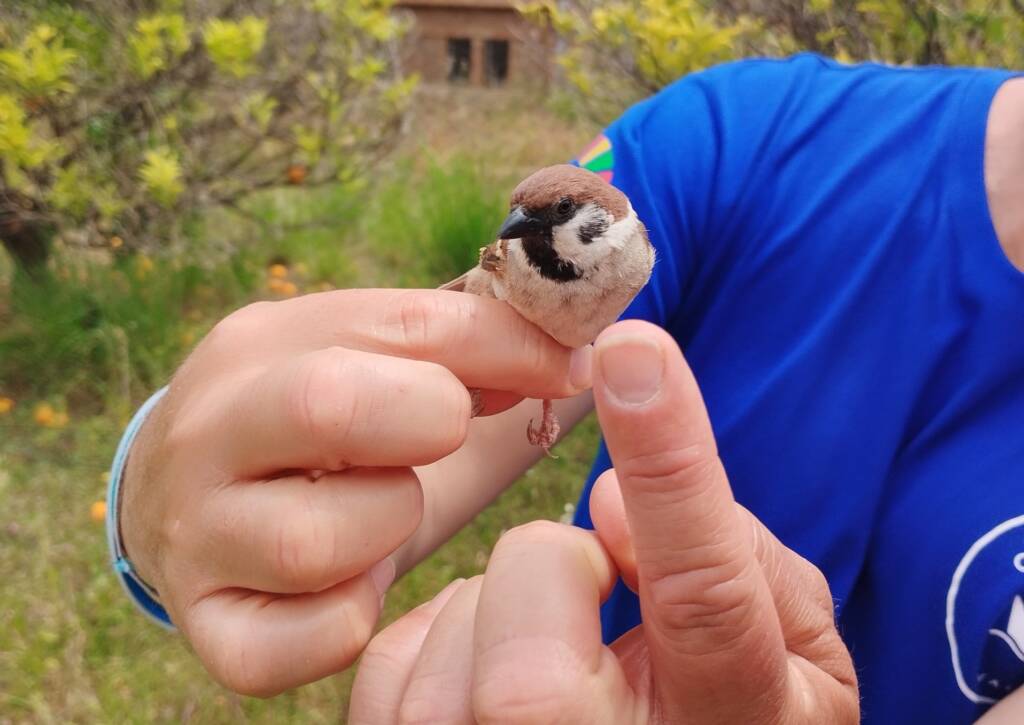 Una persona sostiene con suavidad un pequeño gorrión molinero entre sus dedos. El pájaro, de plumaje marrón claro y blanco, destaca por una mancha negra en la mejilla y otra bajo el pico, características típicas de esta especie. El fondo muestra un entorno natural con vegetación verde y amarilla.